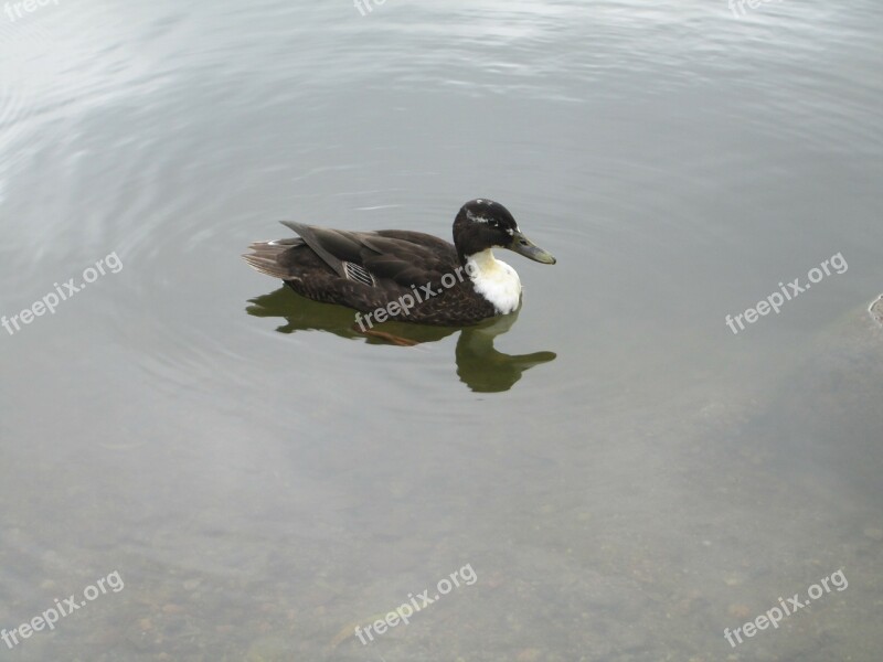 Anas Platyrhynchos Duck Animal Mallard Bird