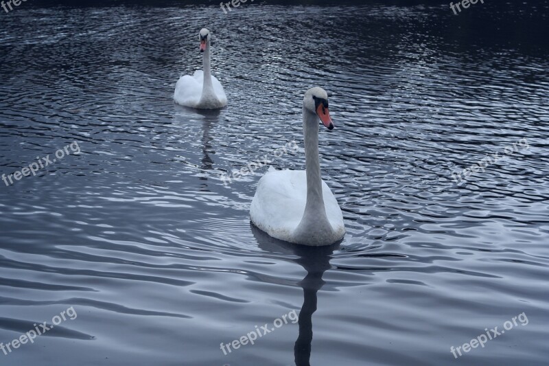 Swans Direct View Bird Water Purity