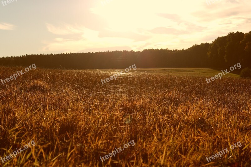 Meadow Sunset Time Reflected Rays Cobwebs