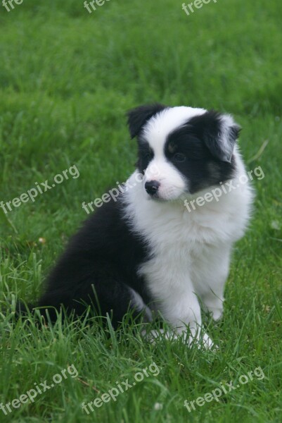 Puppy Collie Dog Free Photos