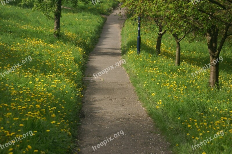 Spring Path Dandelions Tree Nature