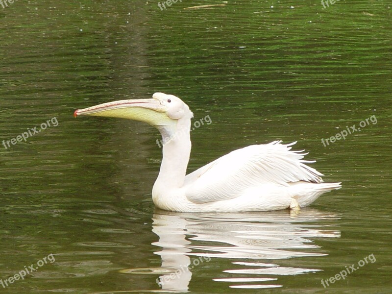 Pelican White Water Bird Free Photos