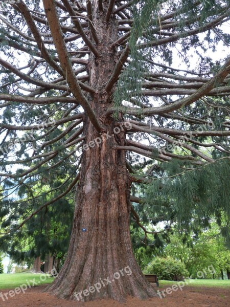 Sequoia Park Huge Tribe Log