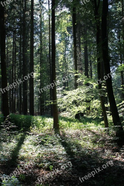 Forest Autumn Trees Sunbeam Autumn Forest