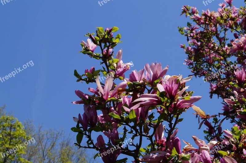 Flower Blossoms Flowers Purple Blossom Perennial