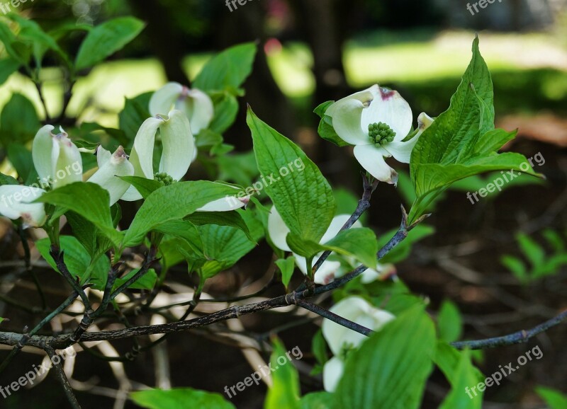 Dogwood White Flower White Dogwood Flowers Tree