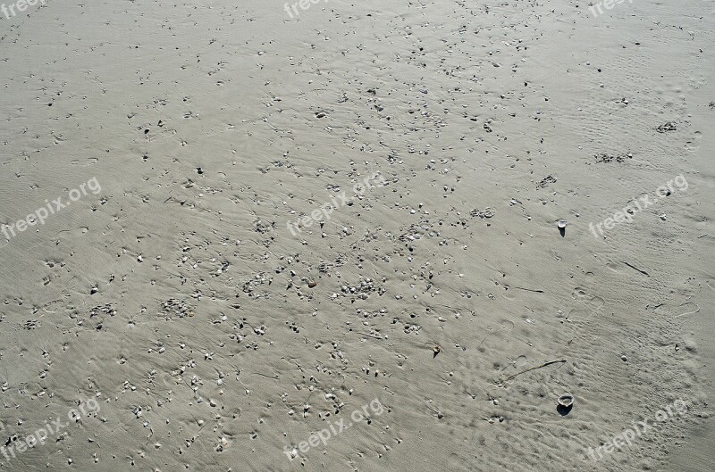 Sand Shells Seashells Ocean City Jersey Shore