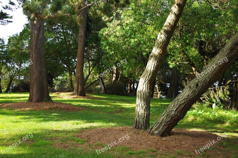 Sutro Park San Francisco Trees Shade California