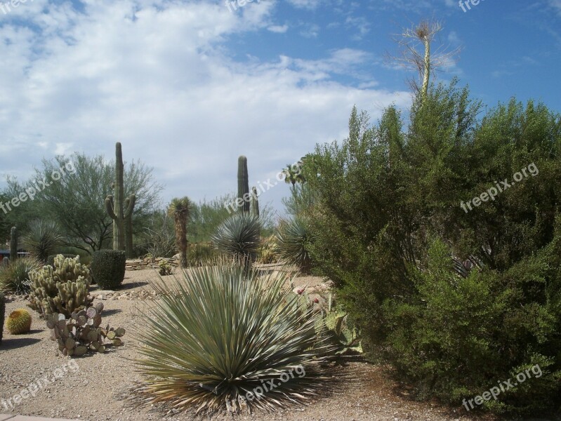 Desert Cactus Sand Scrubs Cacti