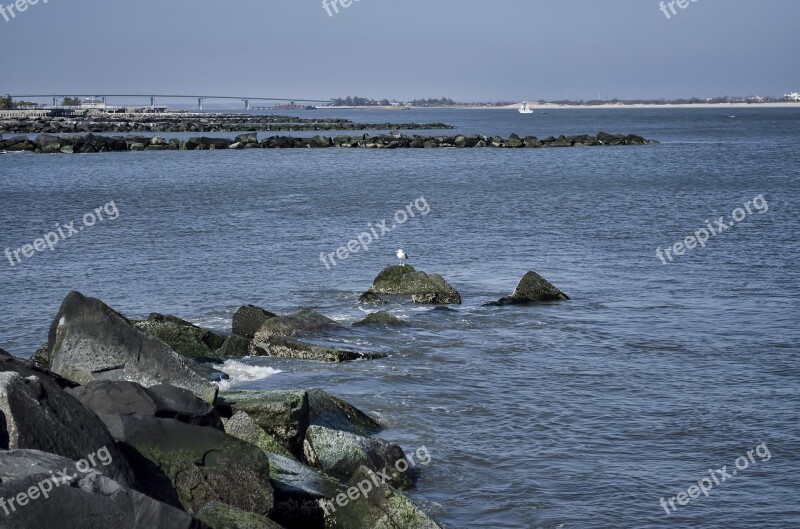 Ocean Water Sea Bird Seagull