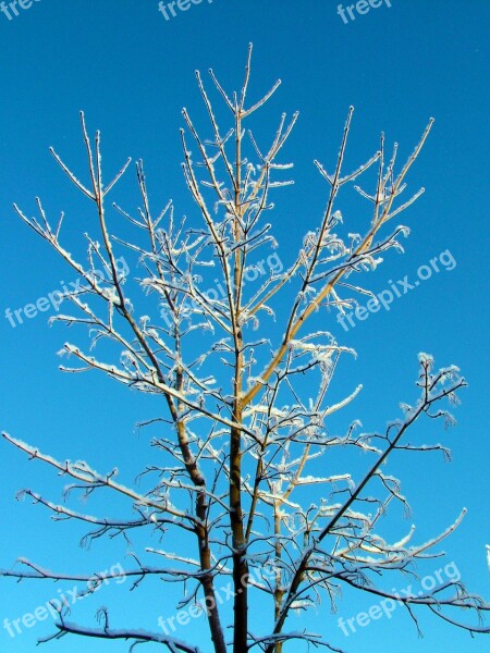 Tree Nature Sunny Sky Blue Sky