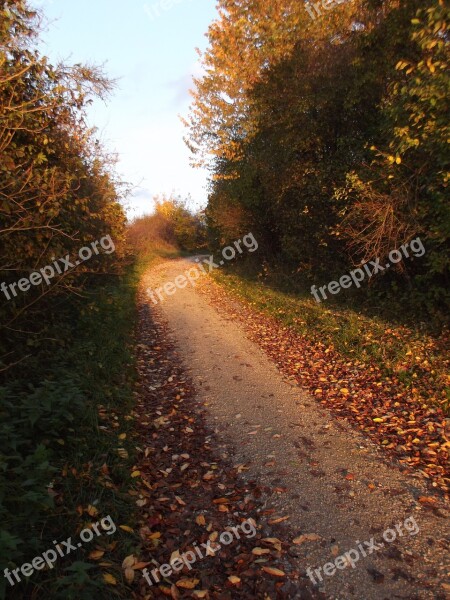 Autumn Away Leaves Red Yellow