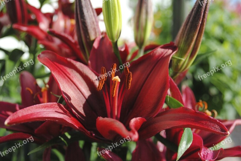 Flower Iris Lily Garden Plant