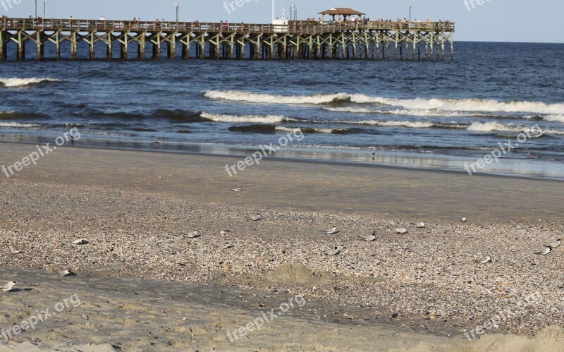 Beach Seashore Pier Sea Birds Sand