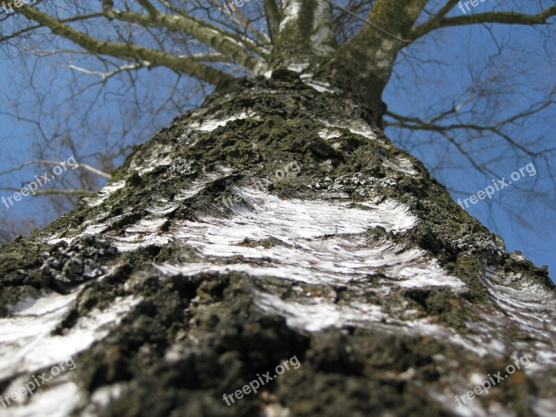 Birch Tree Tree Bark Trunk Nature