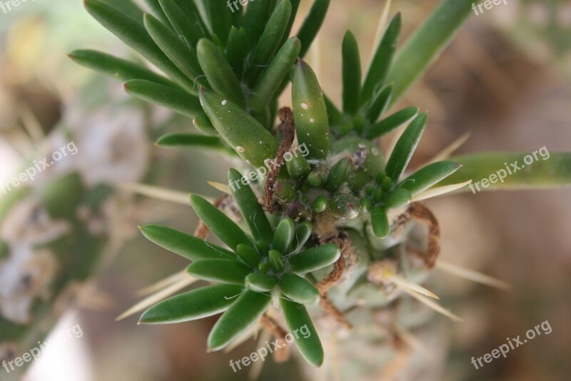 Cactus Solar Green Brown Free Photos