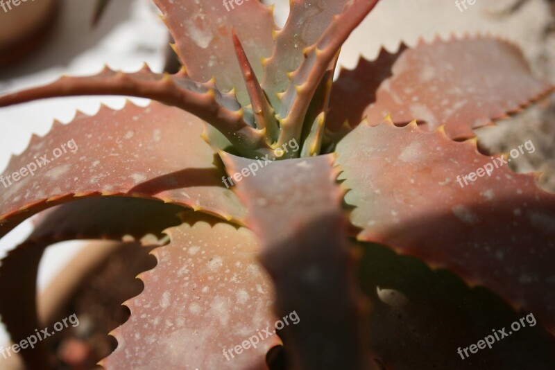 Cactus Solar Brown Green Plant