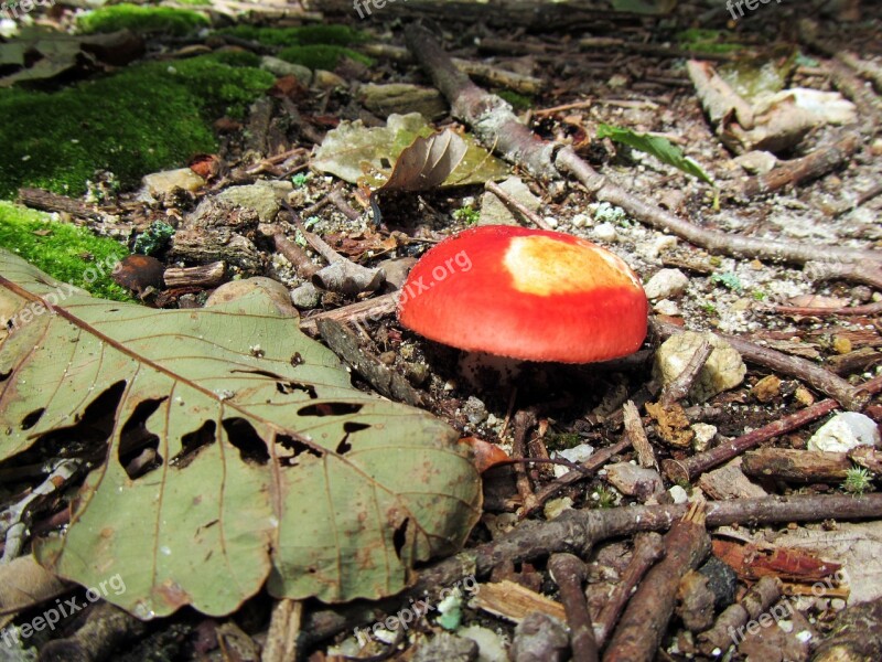 Mushroom Nature Woods Autumn Red