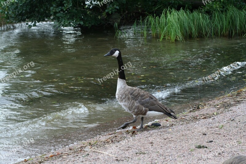 Branta Canadensis Bird Animal Water