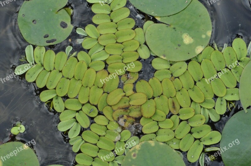 Salvinia Natans Plant Protected Water Polo Free Photos