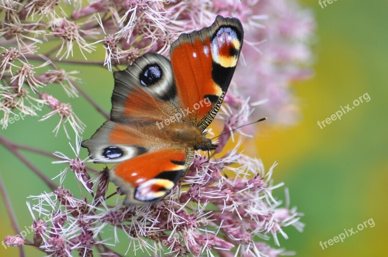 Rusalka Torpedo Butterfly Macro Nature