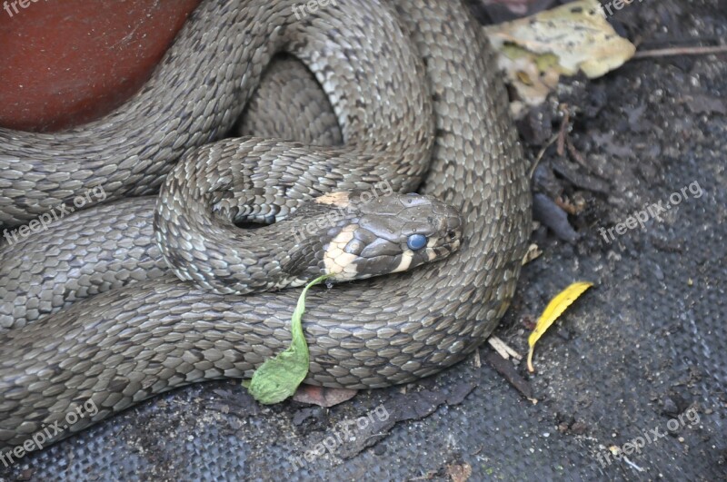 Grass Snake Snake Animal Free Photos