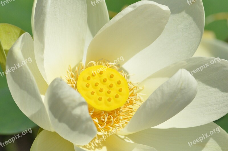 Lotus Flower Biel Yellow Free Photos