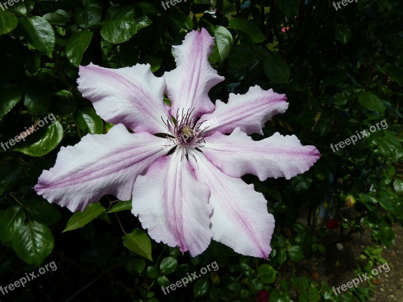 Hibiscus Flower Blossom Bloom Nature