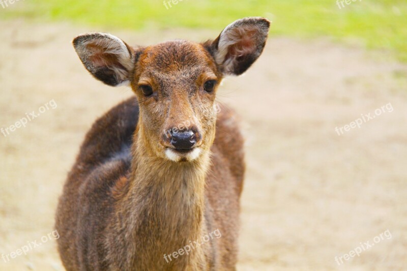 Deer Animal Nara Deer Park Nara Park Nara