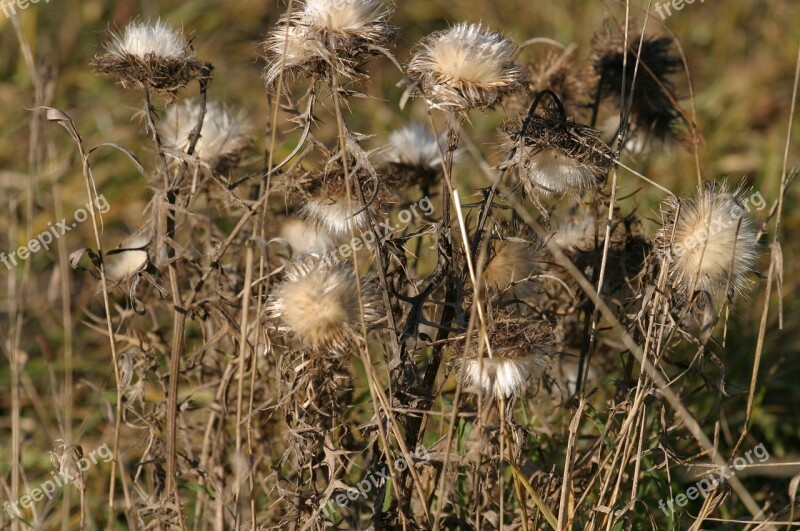 Altmühl Valley Flowers Thistles Silberdisteln Nature Conservation