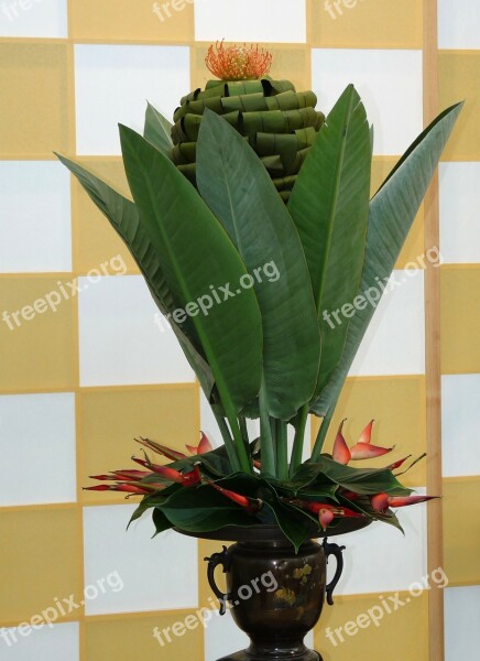 Flower Plant Arrangement Flora Decoration