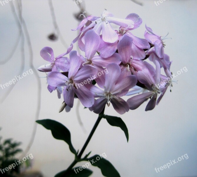 Soapwort Flowerhead Florets Dainty Pink