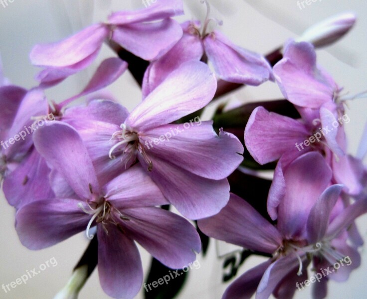 Flowerhead Florets Daintey Pink Soapwort