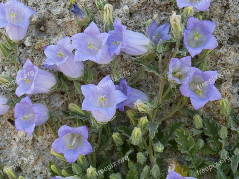 Bellflower Flower Blossom Bloom Campanula