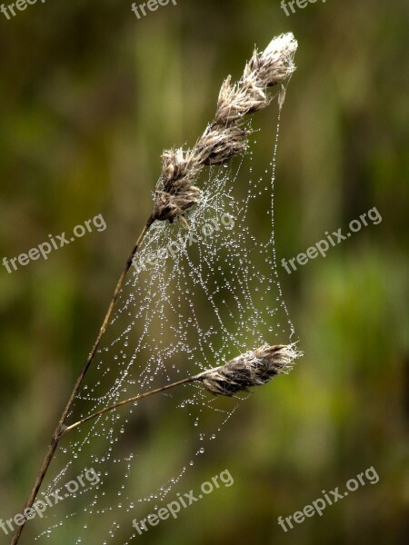 Cobweb Dewdrop Nature Plant Free Photos