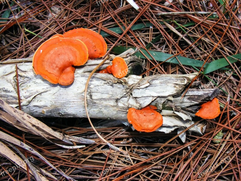 Pycnoporus Cinnabarinus Cinnabar Polypore Orange Shelf Fungus