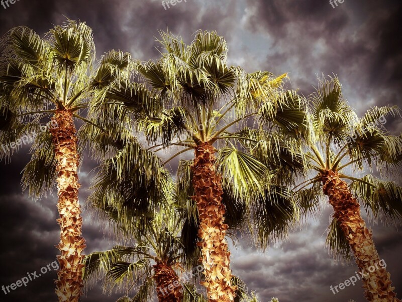 Palm Palm Tree Desert Nature Leaves