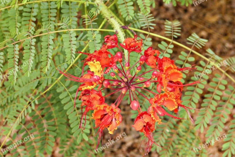 Red Flower Fern Green Nature