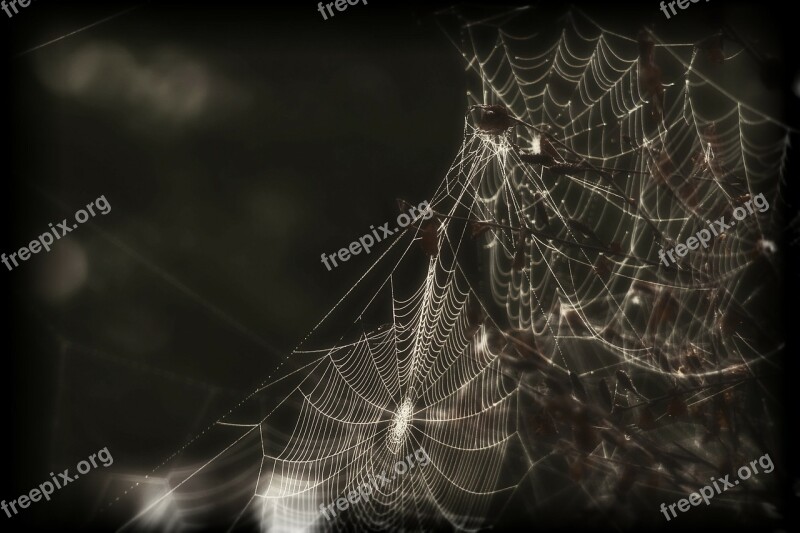 Spider Web Cobweb Insect Creepy