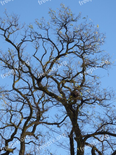 Tree Konar Foliage Autumn Sky