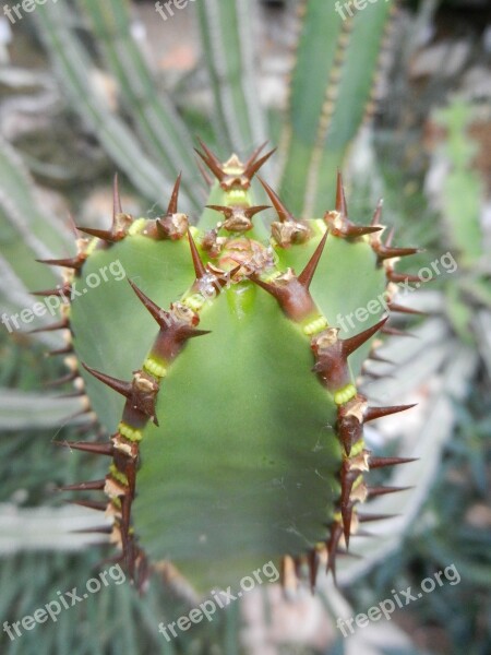 Green Nature Plant Plants Cactus