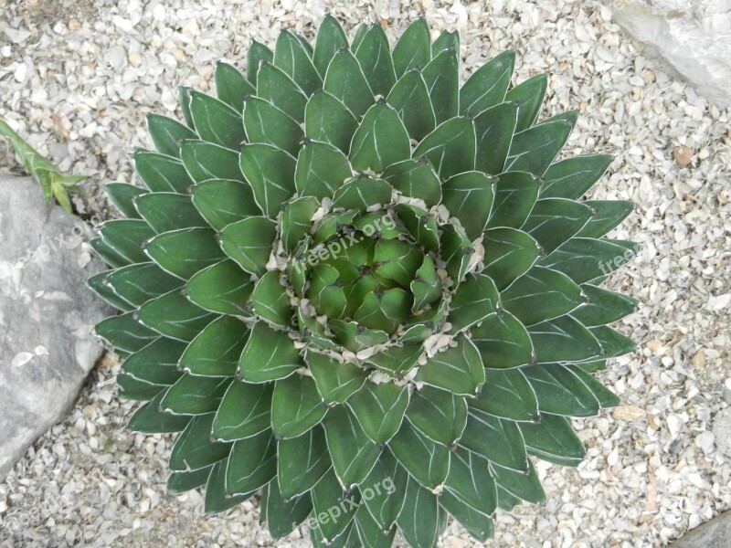 Green Nature Plant Plants Cactus