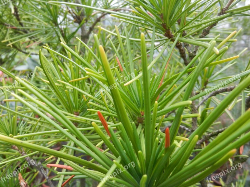 Nature Plant Needles Iglak Coniferous