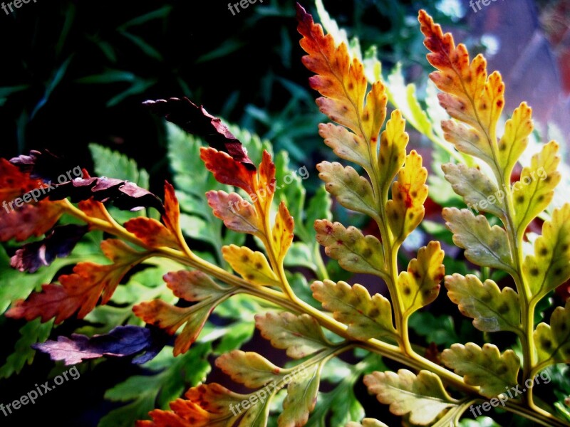 Fern Leaf Leaflets Green Tips