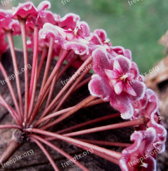 Waxplant Hoya Pink Flowerhead Florets