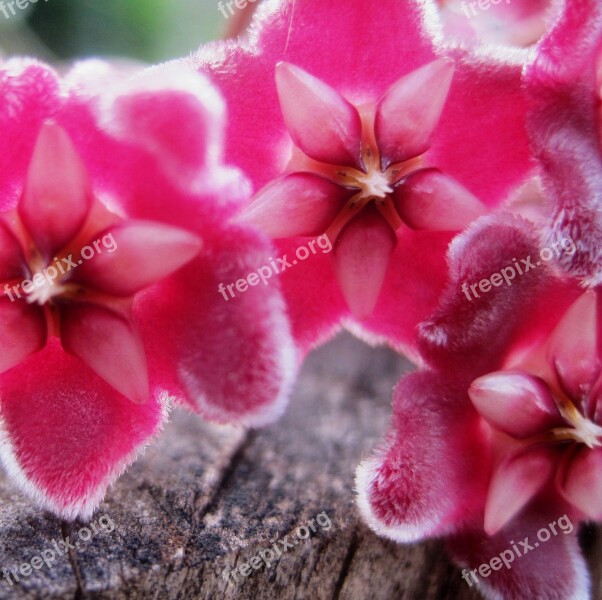 Waxplant Hoya Pink Florets Velvety