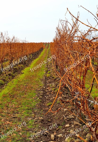 Vineyard Field Row Landscape Autumn