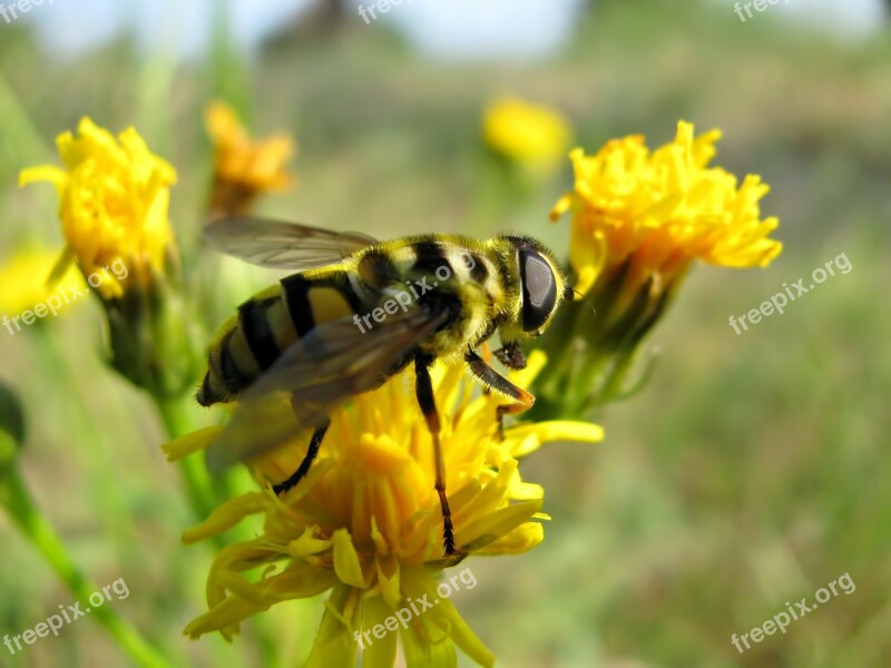 Fly Bee Insect Flowers Dandelion