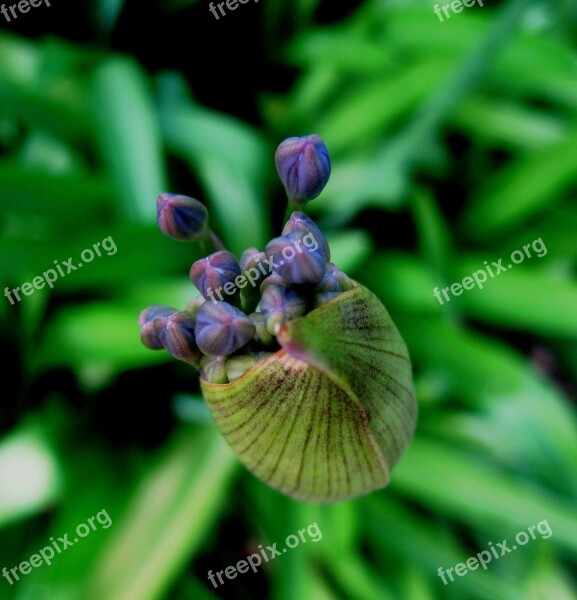 Agapanthus Flower Florets Bud Capsule