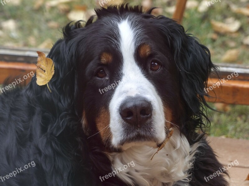 Bernese Mountain Dog Head Portrait Canine Dog